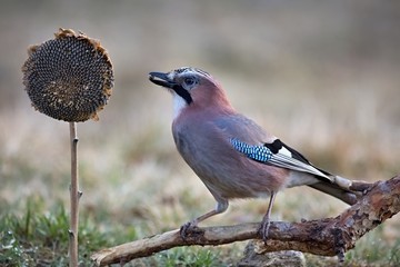 Eurasian jay - Garrulus glandarius, sitting on a branch and feeding the sunflower in nature. Wildlife. Europe, country Slovakia, region Horna Nitra.