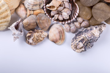 sea shells background on a white background