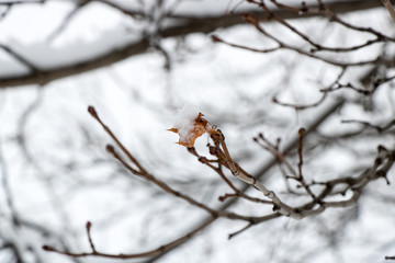 Lonely Little Maple Leaf in the Winter