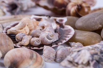 sea shells background on a white background