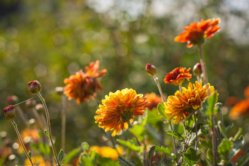 Chrysanthemums 