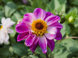 Obraz premium Flower garden