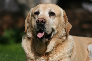 cute yellow Labrador 