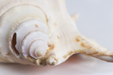 beautiful sea shell close up