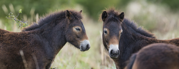 Fototapeta premium exmoor ponies - Milovice - Crech republic