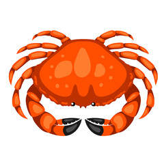 Red crab. Isolated illustration of seafood on white background
