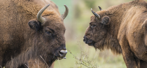 Bison bonasus - European bison - Milovice, Czech republic © Vera Kuttelvaserova