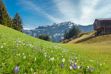 Frühling mit Krokus und Almhütte in den österreichischen Bergen