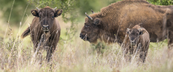 Bison bonasus - European bison - Milovice, Czech republic © Vera Kuttelvaserova
