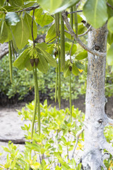 Mangroves forest at Curieuse island, Seychelles