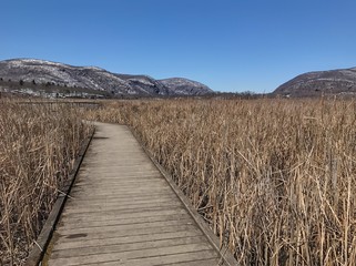 Fototapeta premium boardwalk through marshlands