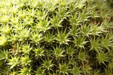 Abromeitiella brevifolia many green plants close up
