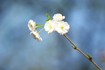 Cherry blossom