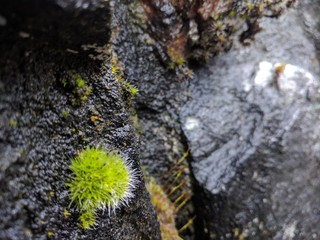 Green Fluff Rock