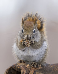 American Red Squirrel -