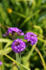 Verbena homestead purple purple flowers with green