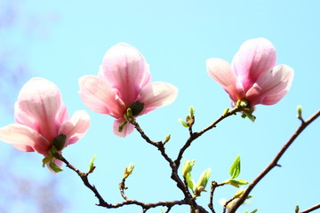 Magnolia flowers 