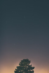 Fototapeta na wymiar Night sky over tree