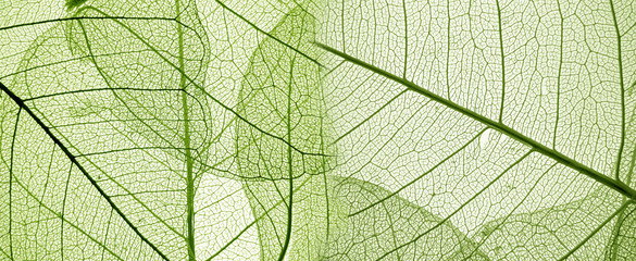 Fototapety  zielony liść tekstury