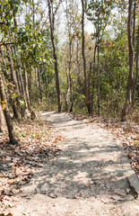 Old concrete staircase in the natural trail.