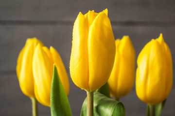 yellow tulips with water drops dew