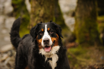 Bernese Mountain Dog in wet forest