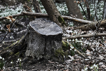spring snowflake - white flowers during spring in the forest.