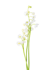 Three sprigs of Lily of the Valley isolated on white background.