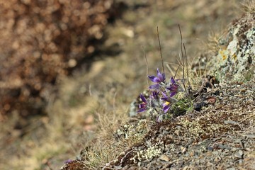 Gewöhnliche Küchenschellen (Pulsatilla vulgaris) im Nationalpark Kellerwald 
