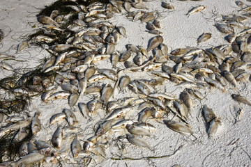 Dead Fish