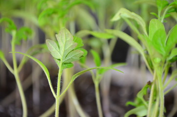 Небольшие саженцы томатов - выращивание в тепличных условиях