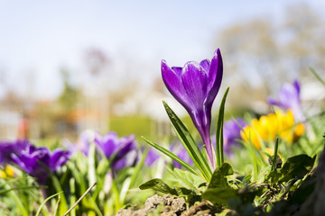 Violette Krokusse (Crocus) in der Frühlingssonne.