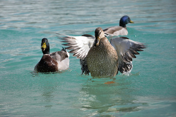 Mallard Ducks. Anas platyrhynchos flying up