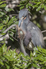 Adult Tri Color Heron