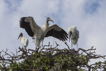 Family of Wood Storks