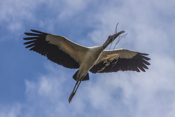 Flying wood stork with branch