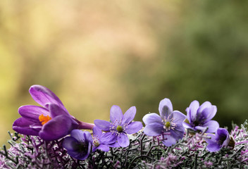 Wiosenne fioletowe kwiaty © mycatherina