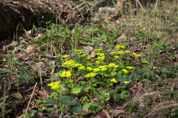 grass green spring yellow