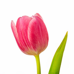 red tulip flower head isolated on white background
