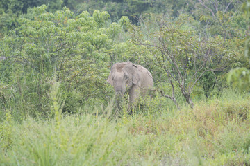 Fototapeta na wymiar Elephant in tropical forest, Thailand wildlife conservation area