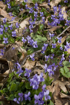 violets wild woods in the middle of spring bloom on a sunny day, different shades of purple, Italy