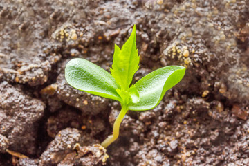 Young sprouted sprout   from soil
