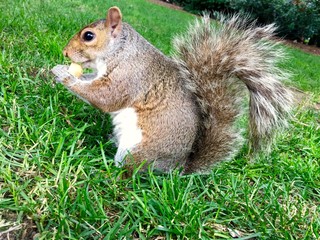 Closeup shot of the furry squirrel sitting on a grass and chewing on a nut