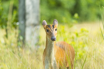 Muntiacus muntjak or fea's barking deer or so called fea's muntjac with flowers in background, Khao Yai National Park