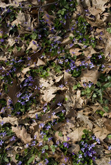 violets wild woods in the middle of spring bloom on a sunny day, different shades of purple, Italy