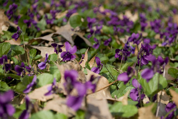 violets wild woods in the middle of spring bloom on a sunny day, different shades of purple, Italy