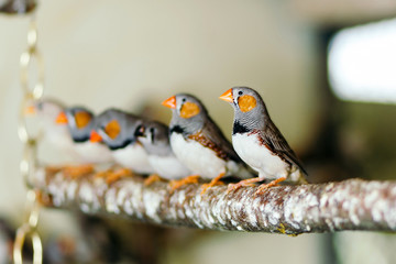 Wild birds sitting on a perch.