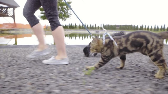 Owner pulling cat and dog with leash walking together 4K
