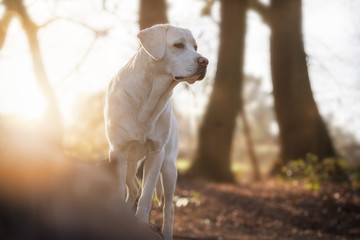 weißer labrador retriever hund im wald bei sonnenuntergang 