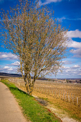 arbre en fleurs dans les vignes de pommard